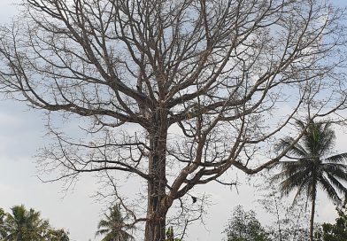 Pohon Randu Alas di Borobudur