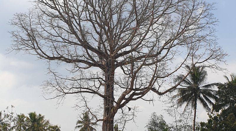 Pohon Randu Alas di Borobudur